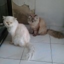 น้องมู๋ตาล
