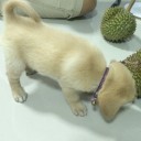 สมาชิกหมายเลข 2275695