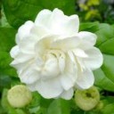 แอ๊บซาโรคี