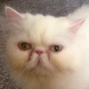 สมาชิกหมายเลข 1081391