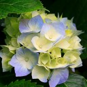 สมาชิกหมายเลข 2319351