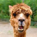 สมาชิกหมายเลข 1583175