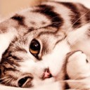 สมาชิกหมายเลข 2272549