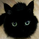 พยัคฆ์น้อย