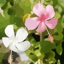 ดาวกันยา