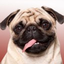 Spoiled Sleeping Pug