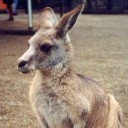green kangaroo