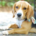 สมาชิกหมายเลข 1716333