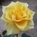 สมาชิกหมายเลข 3024097