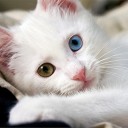 สมาชิกหมายเลข 2062355