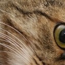 สมาชิกหมายเลข 3606780