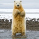 ปะปะปะปล่อยหมี!