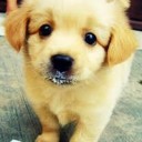 น้องหมาอ้วน