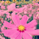 จันทร์เจ้ามีเท้าปุยและเขาแหลม