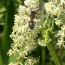 สมาชิกหมายเลข 1043941