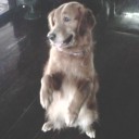 girl on fire in love joshifer