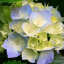 สมาชิกหมายเลข 3135412