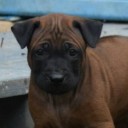 สมาชิกหมายเลข 1588430