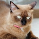 เหมียวเหมียว แง๊วแง๊ว