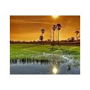 ไทยรักสงบ