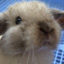 แอบเผือกเบาเบา