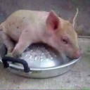 สมาชิกหมายเลข 2679331