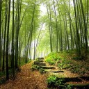 ใบสนหนึ่งใบไปได้