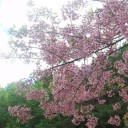 ซากุระเมืองไทย