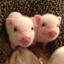 สมาชิกหมายเลข 1496515