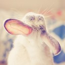 สมาชิกหมายเลข 1732573