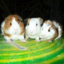 สมาชิกหมายเลข 2682073