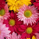 สมาชิกหมายเลข 1262055