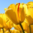 สมาชิกหมายเลข 2564163