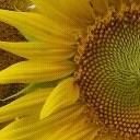 ตะวันส่อง