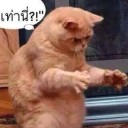 สมาชิกหมายเลข 2248341