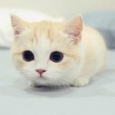 สมาชิกหมายเลข 3138330