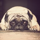 น้ำหวานกับน้ำพุ