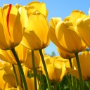 สมาชิกหมายเลข 781393