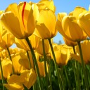 สมาชิกหมายเลข 3613280