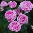 ร้อยเรียงเคียงคำ