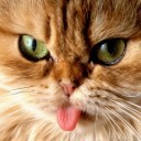 สมาชิกหมายเลข 1090762