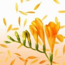 สมาชิกหมายเลข 1499715