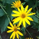 สมาชิกหมายเลข 2272339