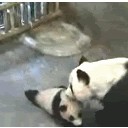 พี่ตั้ว