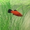 แอบเล่นในที่ทำงาน