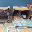 ตุลยานี