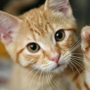 สมาชิกหมายเลข 711203