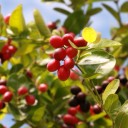 ตะเหม่ง