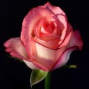 สมาชิกหมายเลข 1927426