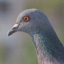 แพะทานโฟม